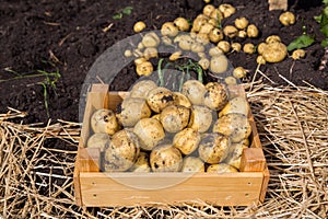 Yellow potatoes in a wooden box