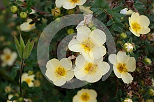 Yellow potentilla flowers fully open