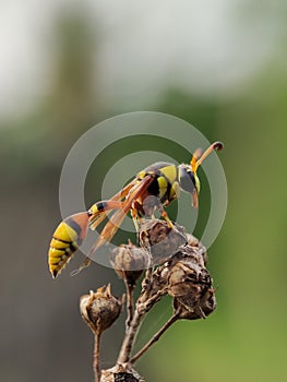 Yellow Potter wasps, the Eumeninae, are a cosmopolitan wasp group presently treated as a subfamily of Vespidae