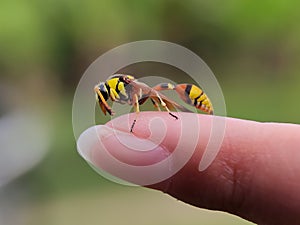 Yellow Potter wasps, the Eumeninae, are a cosmopolitan wasp group presently treated as a subfamily of Vespidae on Fingers