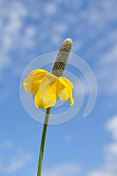 Yellow Prairie Coneflower (Mexican Hat)