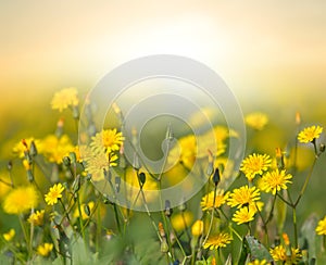 Yellow prairie flowers