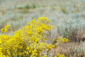 Yellow Prairie flowers.