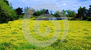 Yellow Prairie Sundrops
