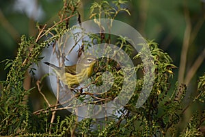 Yellow prairie warbler in Everglades National Park, Florida