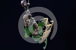 A yellow praying mantis is looking for prey in the bushes.