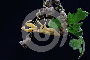 A yellow praying mantis is looking for prey in the bushes.