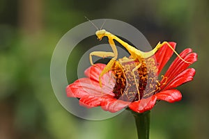 A yellow praying mantis is looking for prey in a wildflower.