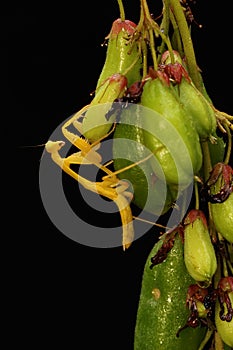 A yellow praying mantis is looking for prey in a wildfruits.