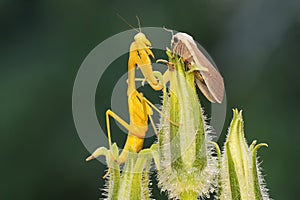 A yellow praying mantis ready to prey on a moth in a wildflower.