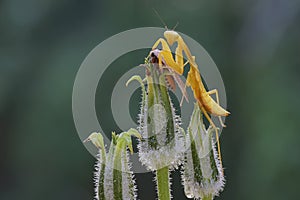 A yellow praying mantis ready to prey on a moth in a wildflower.