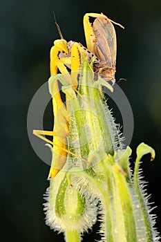 A yellow praying mantis ready to prey on a moth in a wildflower.