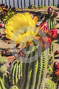 Yellow Prickley Pear Cactus Flower Old Town San Diego California photo