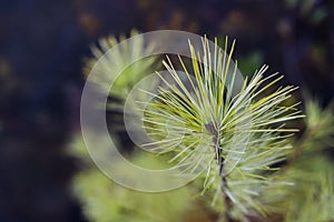 Yellow  prickly branches of a fur-tree or pine. Fluffy fir tree branch close up. background blur