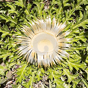 Yellow prickly flower