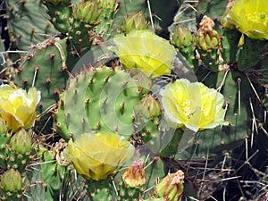 Yellow prickly pear cactus blossoms open in western Colorado spring