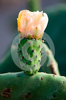 Yellow Prickly Pear Cactus Flower