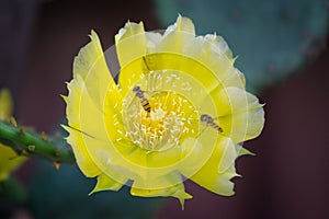 Yellow Prickly Pear Cactus flower close up isolated