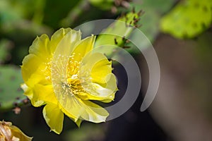 Yellow Prickly Pear Cactus flower close up isolated