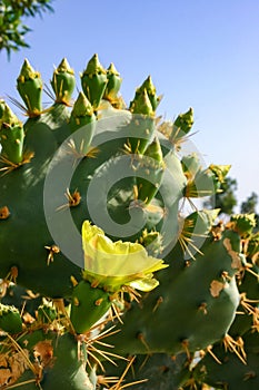 Yellow prickly pear cactus Opuntia sp. flower in the courtyard of a hotel on the shores