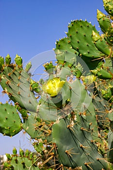 Yellow prickly pear cactus Opuntia sp. flower in the courtyard of a hotel on the shores