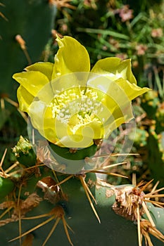Yellow prickly pear cactus Opuntia sp. flower in the courtyard of a hotel on the shores
