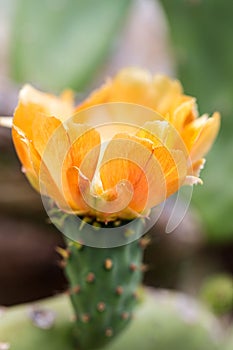 Yellow prickly pear flower in natural environment.