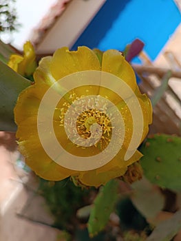 Yellow prickly pear flower, pollen on the petals photo