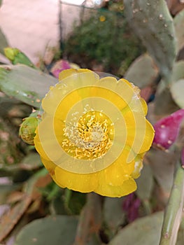 Yellow prickly pear flower, pollen on the petals photo