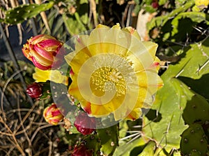 Yellow prickly pear opuntia cactus flower detailed close up.