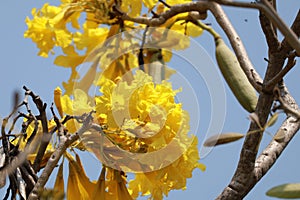 yellow Pridiyathorn, beautiful, blooming Taibahaya perennial plant, native to Central America and the West Indies.