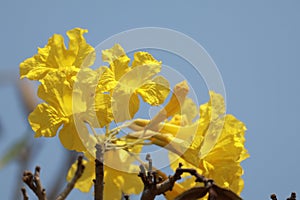 yellow Pridiyathorn, beautiful, blooming Taibahaya perennial plant, native to Central America and the West Indies.