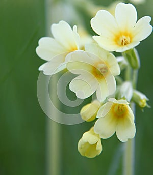 Yellow primrose background