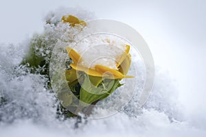 Yellow primrose flower with green leaves covered with white fluffy snow.