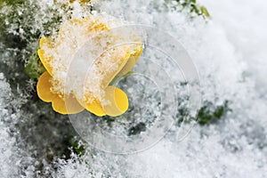 Yellow primrose flower with green leaves covered with white fluffy snow.