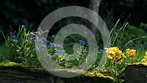 Yellow primrose flowers and forget me not in dappled summer sunshine