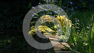 Yellow primrose flowers and forget me nots in dappled summer sunshine