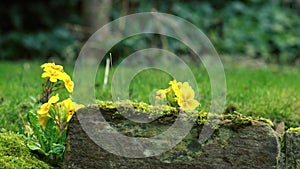 Yellow primrose flowers grown in garden lawn