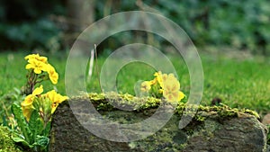 Yellow primrose flowers grown in garden lawn