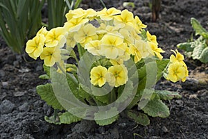 Yellow primrose on the garden bed