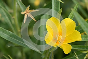 Yellow primrose-willow Ludwigia grandiflora, yellow flower