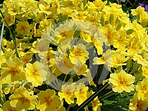 yellow primula - bright flowers at spring. Close-up
