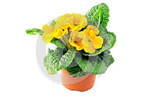 Yellow primula flower in flowerpot on white isolated background