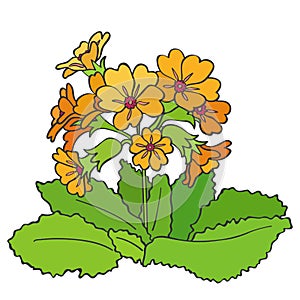 Yellow Primula flowering plant. Spring gardening vector illustration