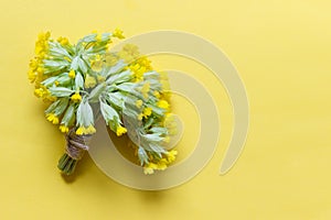 Yellow primula flowers with packthread on yellow background