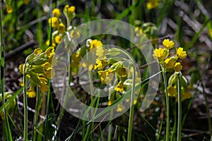 Yellow Primula veris cowslip, common cowslip, cowslip primrose on soft green background.Selective focus