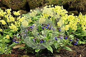 Yellow Primula Vulgaris and blue Lungwort