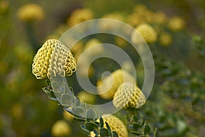 Yellow Protea