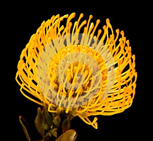 Yellow protea