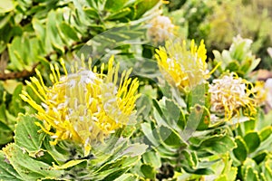 Yellow protea flowers